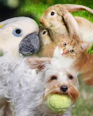 Variety of pets-bird, dog, cat, rabbit, etc.